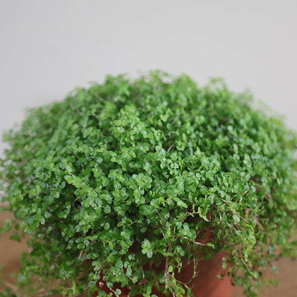 Soleirolia soleirolii picture