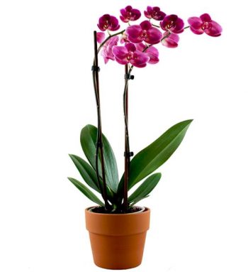 Phalaenopsis Grandiflorum (Purple)