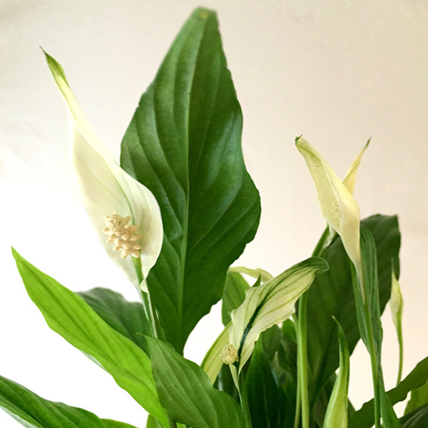 Spathiphyllum House Plant