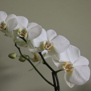 Phalaenopsis Grandiflorum (White)