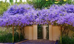 How to grow and take care of your Petrea Volubilis (Sandpaper vine).
