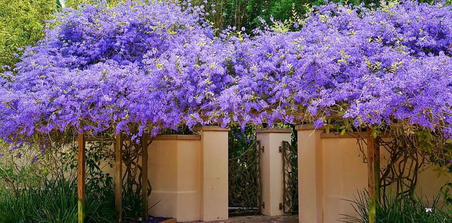 How to grow and take care of your Petrea Volubilis (Sandpaper vine).