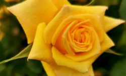 PRUNING YOUR ROSES