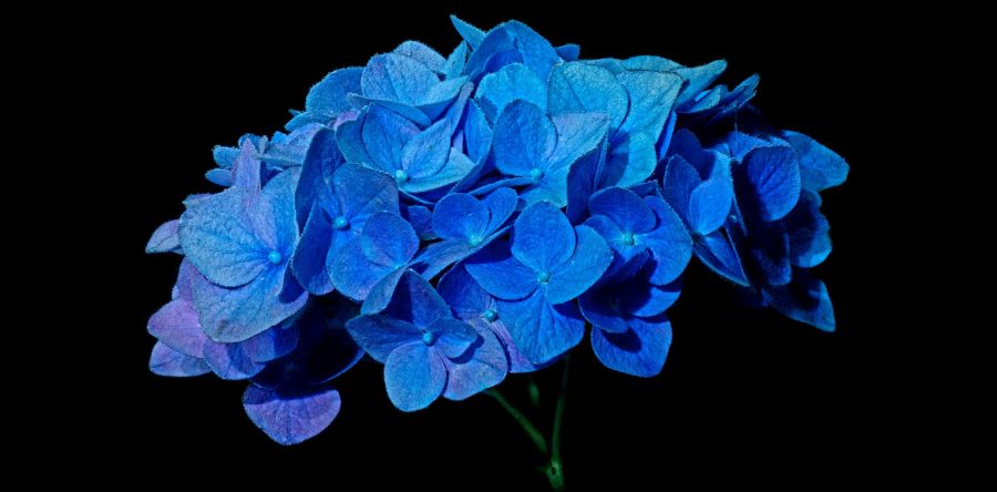 How to grow hydrangeas