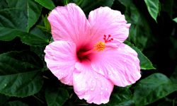 Tips For Pruning Hibiscus