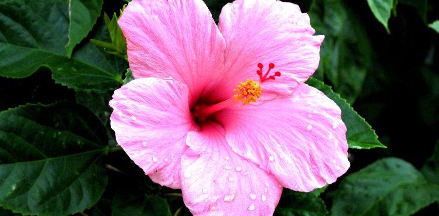Tips For Pruning Hibiscus