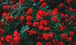 Grow Better and Healthy Roses