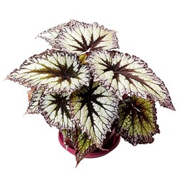 Begonia Rex “Painted-leaf”