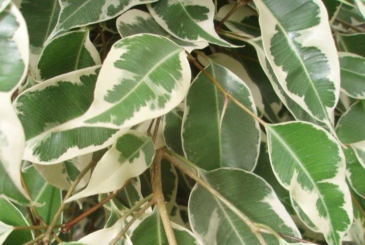 Ficus benjamina variegated