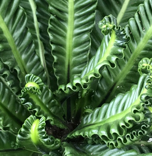 Bird’s nest crispy wave fern