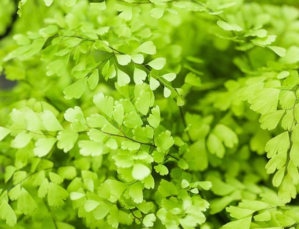 Adiantum Pedatum