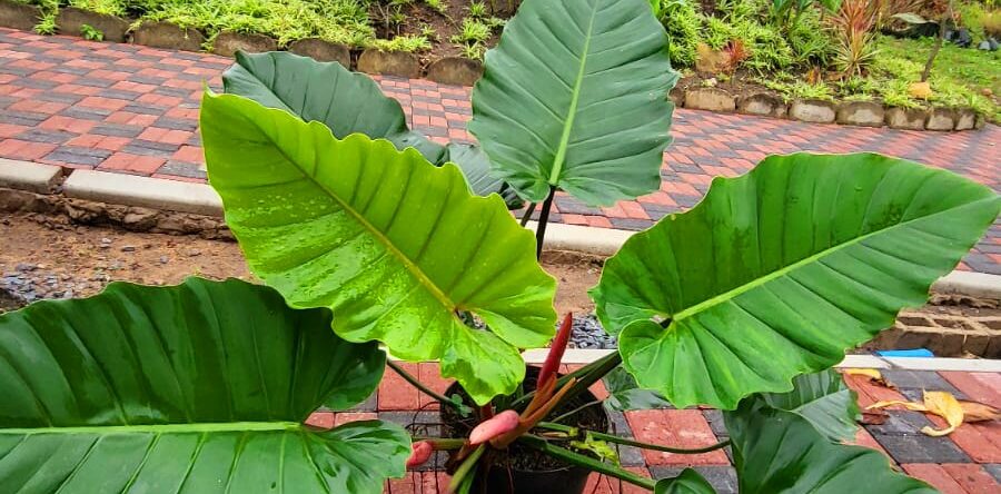 Philodendron Giganteum ‘Jungle Fever’
