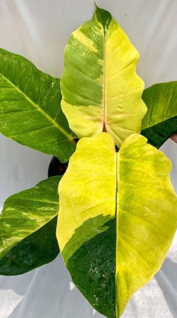 Philodendron Giganteum ‘Jungle Fever’