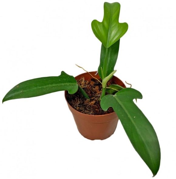 Philodendron Panduriforme Hybrid - LANDOSOL PLANT FARM