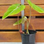 Philodendron gloriosum