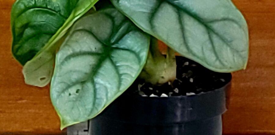 alocasia baginda “Silver Dragon”