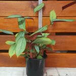Ctenanthe setosa 'Grey Star'