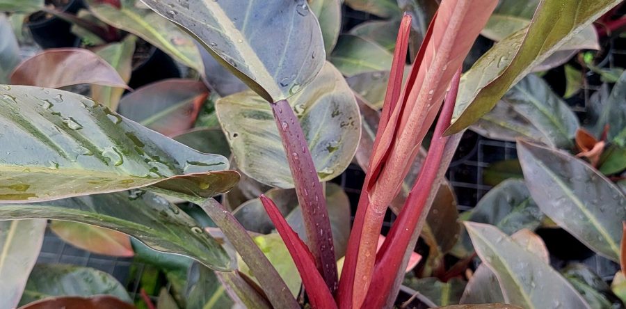 Philodendron Erubescens Imperial Red – Large