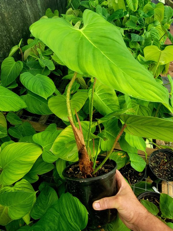 Philodendron sp. 'Fuzzy Petiole'