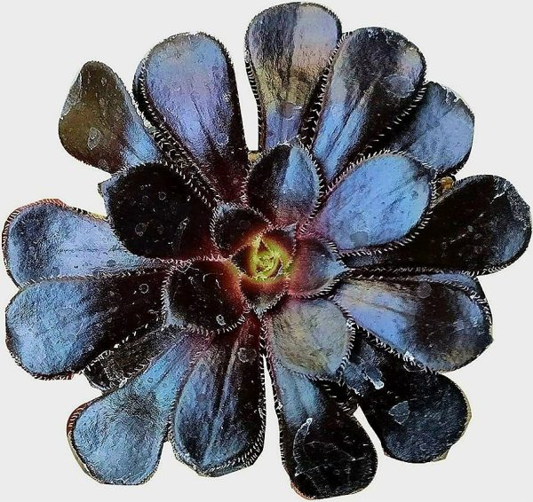 Aeonium Schwarzkopf