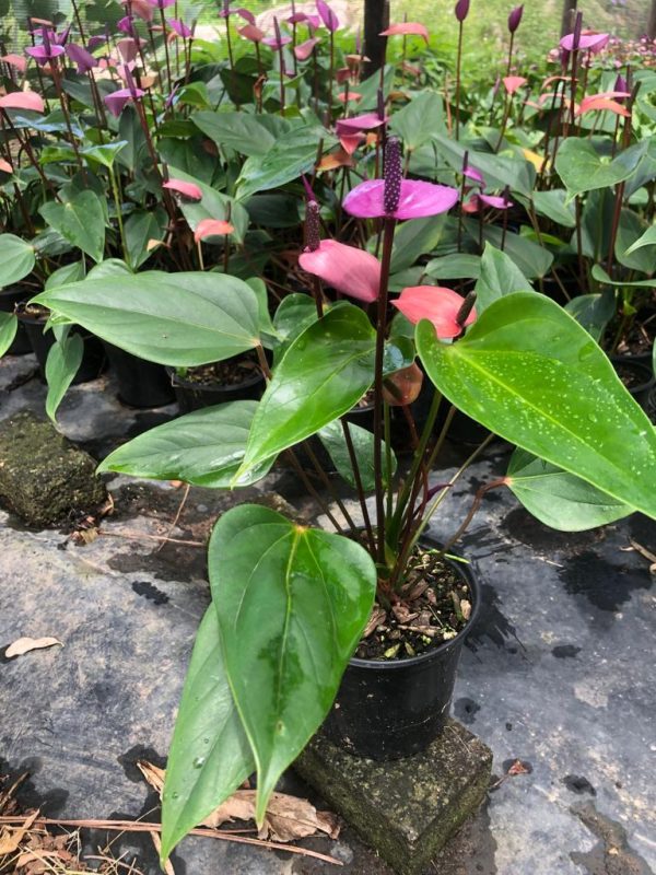 Anthurium andraeanum Purple - Image 2