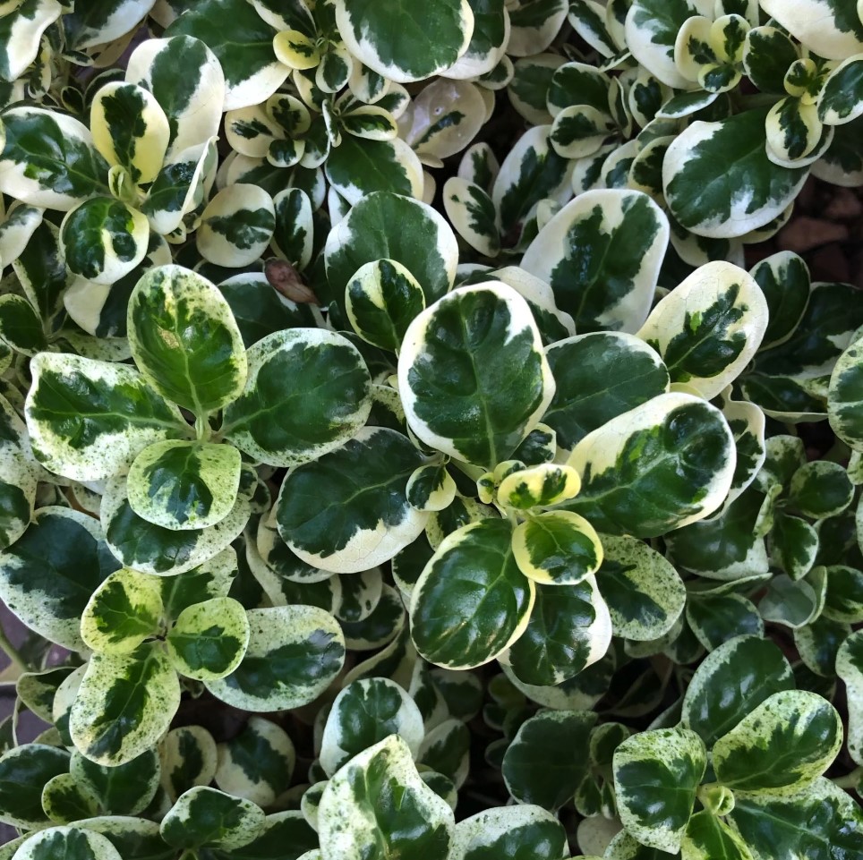 Coprosma repens ‘Marble Chips’