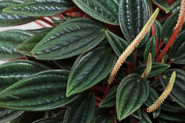 Peperomia caperata rosso