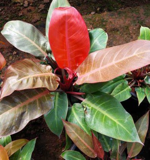 Philodendron Erubescens Imperial Red – Large
