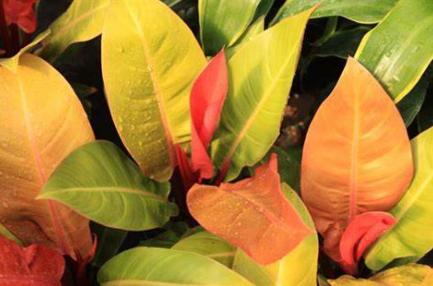 Philodendron Erubescens Prince of Orange