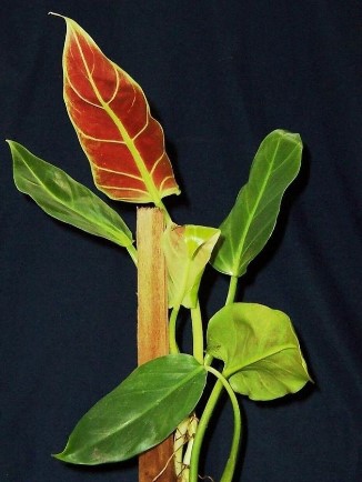 Philodendron Cruentum Subhastatum