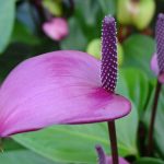 Anthurium andraeanum Purple