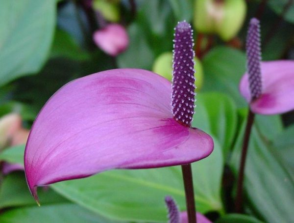 Anthurium andraeanum Purple