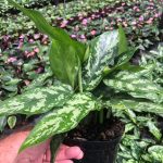Aglaonema Commutatum Maria