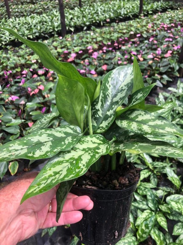 Aglaonema Commutatum Maria