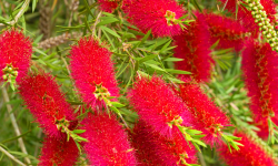Callistemon Citrinus (Red Bottlebrush)