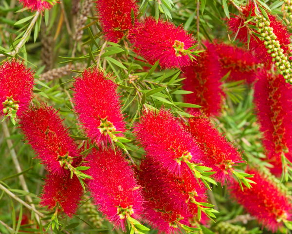 Callistemon Citrinus (Red Bottlebrush)