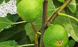 Ficus Carica (Edible Common Fig Tree)