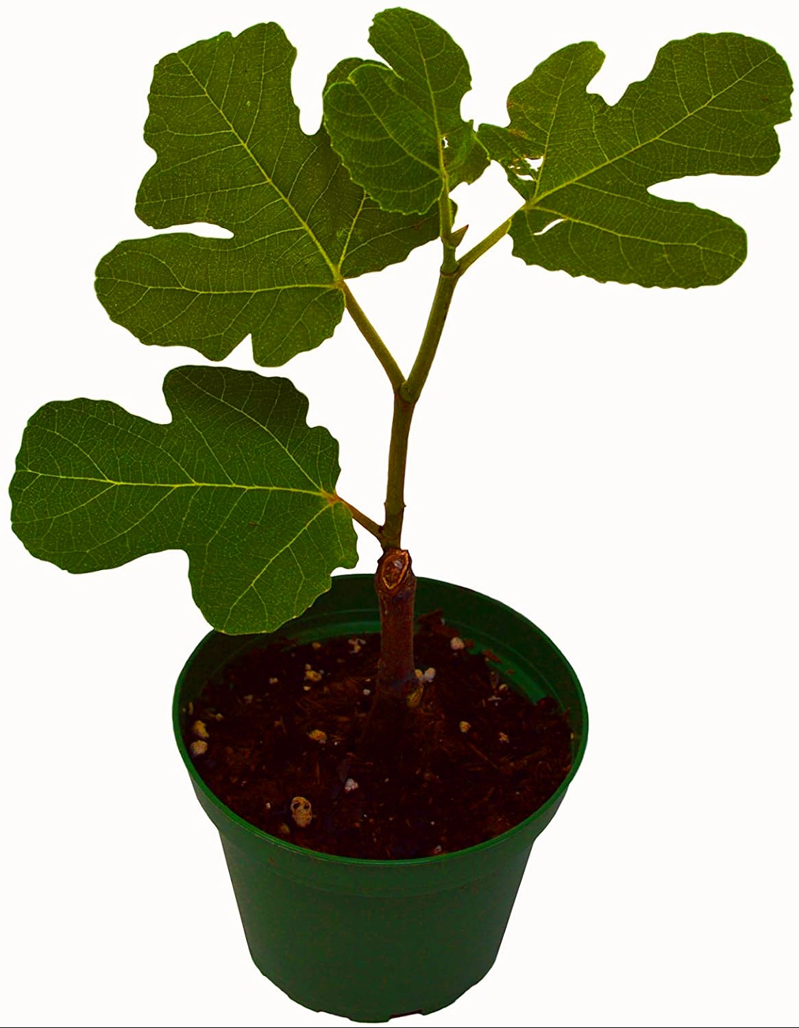 Ficus Carica (Edible Common Fig Tree)