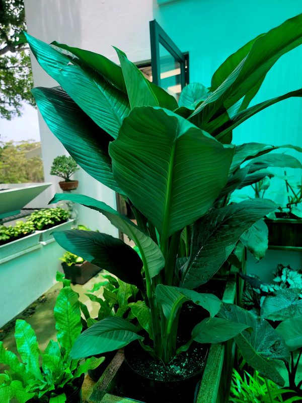 Spathiphyllum 'Sensation,' - Image 3