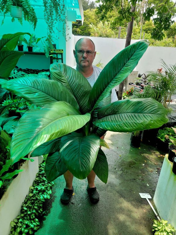 Spathiphyllum 'Sensation,' - Image 2