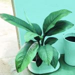 Spathiphyllum 'Sensation,'