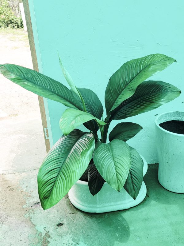 Spathiphyllum 'Sensation,'
