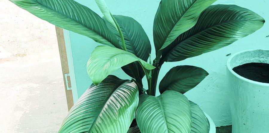 Spathiphyllum ‘Sensation,’