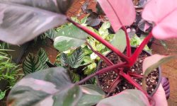 The Alluring Philodendron Pink Princess: An In-Depth Guide to Care and Aesthetics