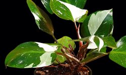 Philodendron White Knight: A Comprehensive Guide to Cultivation and Care