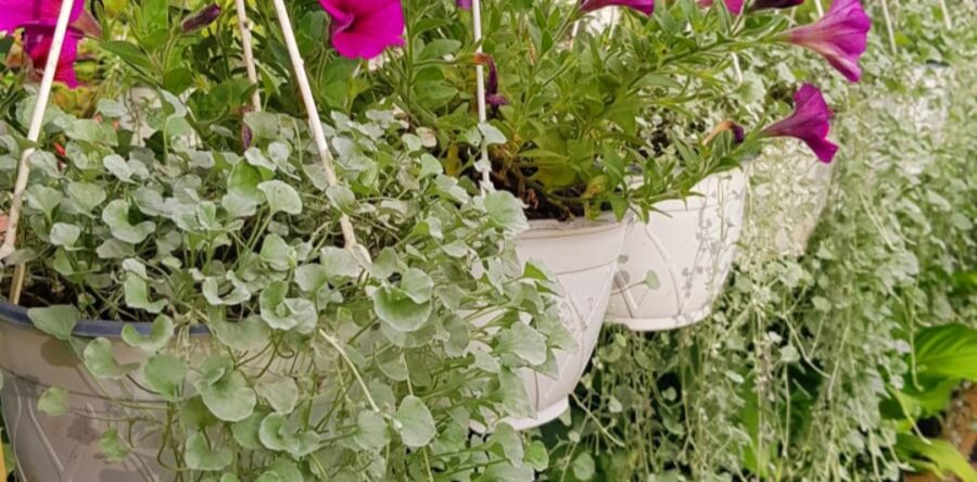 Dichondra argentea ‘Silver Falls’