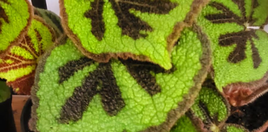 Begonia Iron Cross