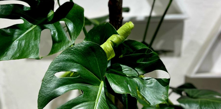 Discover the Charm of Monstera Tauerii: Your Next Essential Houseplant