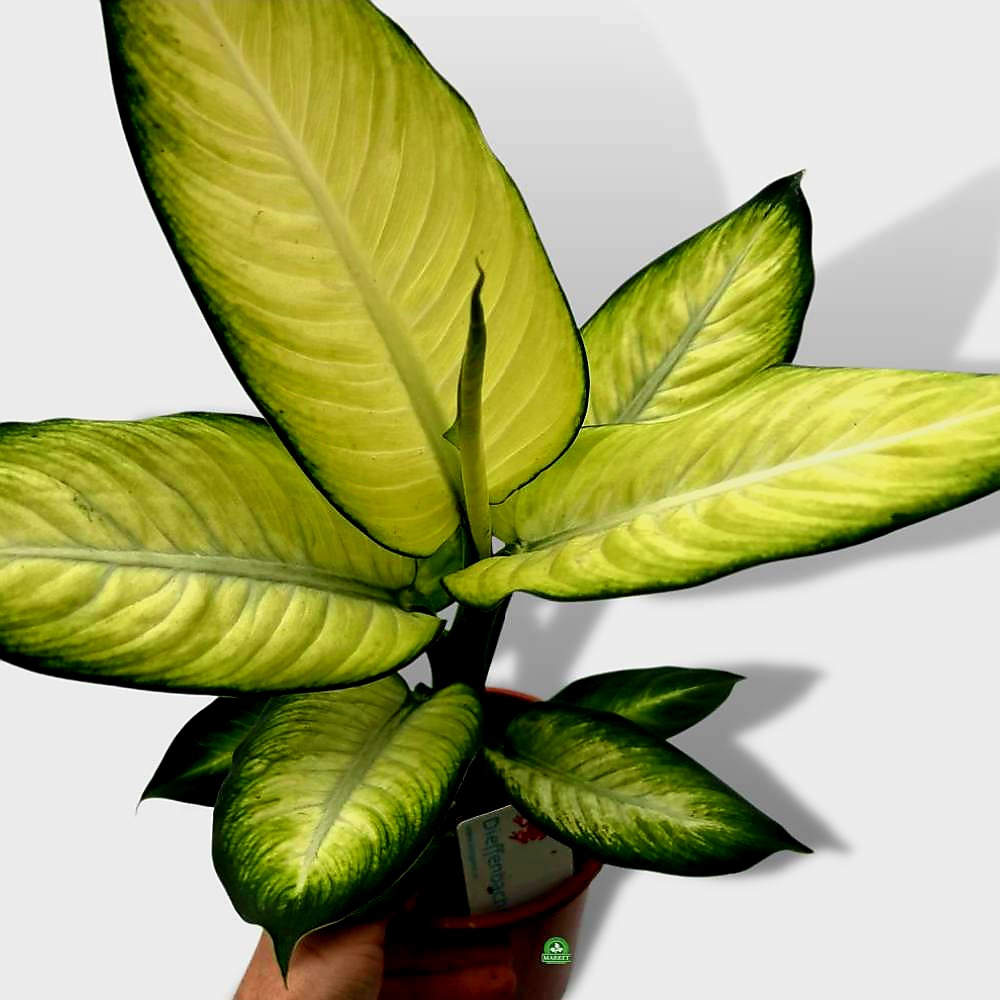 DIFENBACHIA-SUMMER-STYLE-Dieffenbachia-Maculata-2