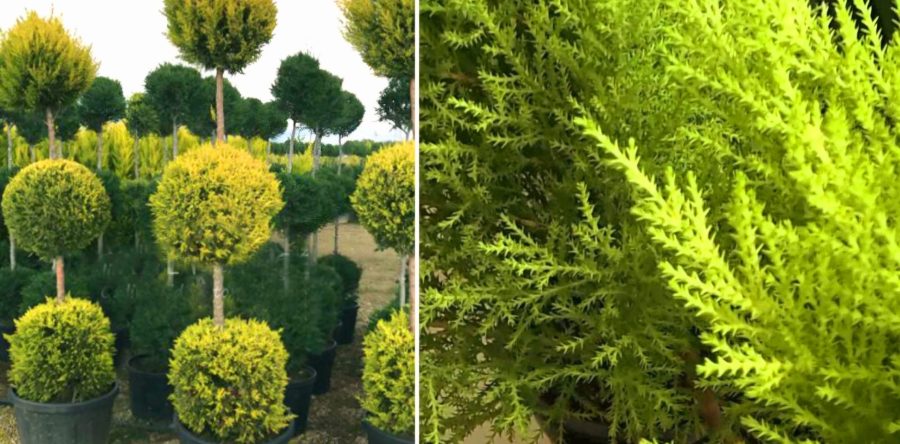 The Beauty of Goldcrest and Leylandii Conifers: A Comprehensive Guide